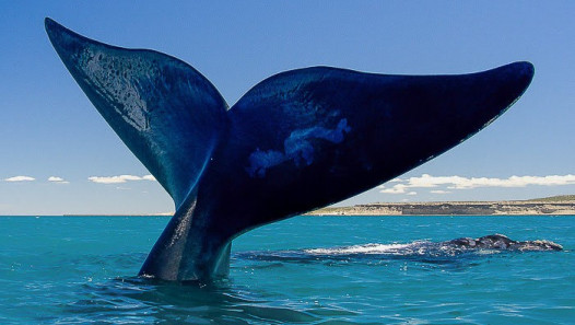 imagen Puerto Madryn 2025