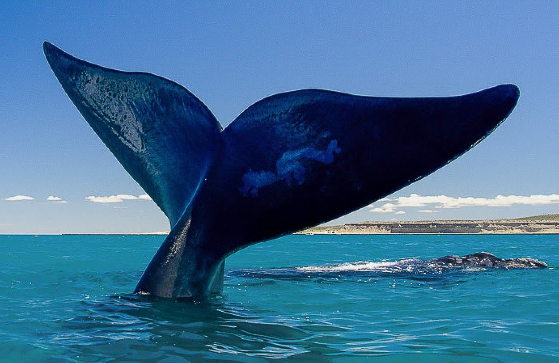 imagen Puerto Madryn 2025
